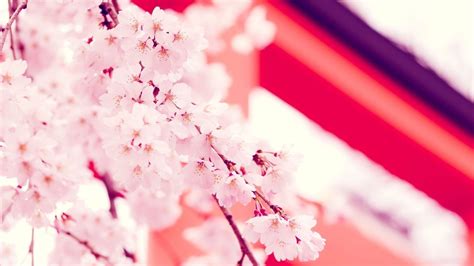 24 Sakura Flowers Wallpapers Wallpaperboat