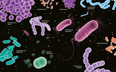 Bactérias Características Tipos Reprodução