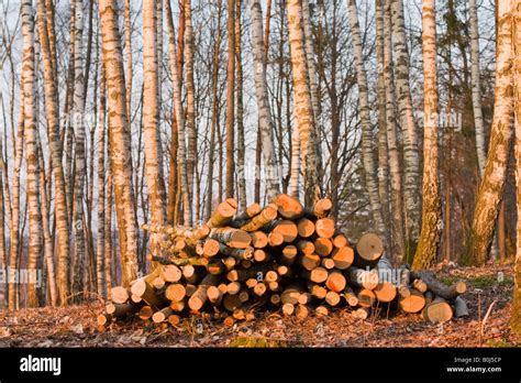Pile Of Logs In Forest Clearing Stock Photo Alamy
