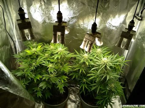 Maybe you would like to learn more about one of these? LED Hardware Store Bulbs | 420 Magazine