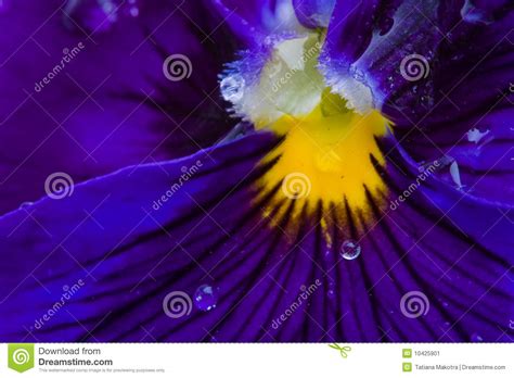 Flower Viola Macro Stock Image Image Of Blue Flowerhead