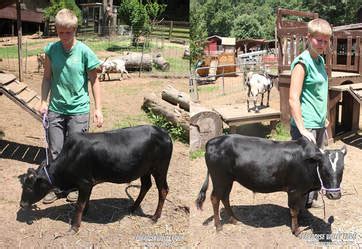 Most pets arrive at shelters because the owner had. Miniature Zebu Cows & Mini Fluffy Cows for Sale - Paradise ...