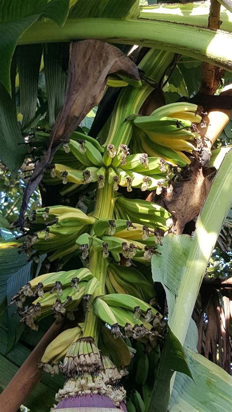 Supu ya ndizi is a plantain soup that is made by crushing up plantains into a paste, then cooked with chicken stock. Habari Ludewa Blog: WANANCHI LUDEWA WAFANYA UFUGAJI WA ...