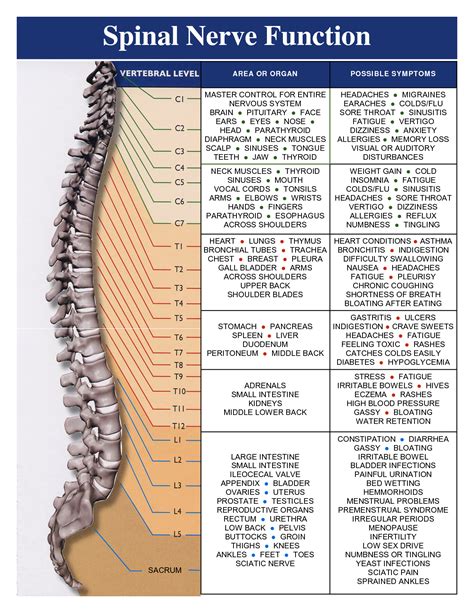 Spinal Nerves Google Search Human Anatomy Chart Cogni Vrogue Co