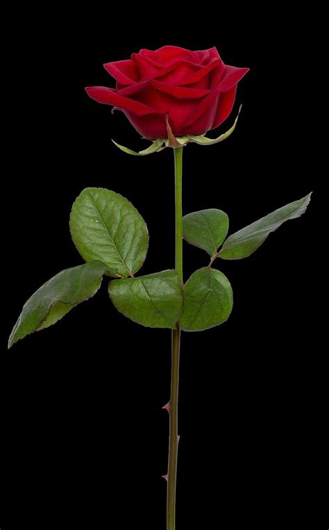 Rose Red Flower Red Rose Love Romance Nature Valentine Single