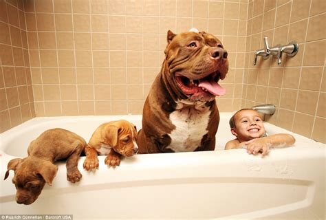 These two alone will create some monster puppies and they will be the perfect family dogs. HULK, THE WORLD'S LARGEST PIT BULL, BREEDS 8 PUPPIES WORTH ...