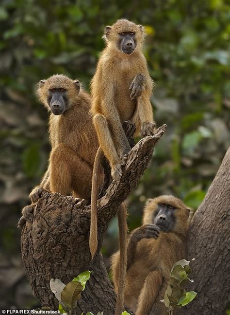 Girl Power Female Monkeys With Female Friends Live Longer Study