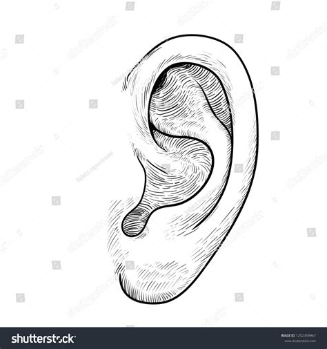 8334 Human Ear Drawing Images Stock Photos And Vectors Shutterstock