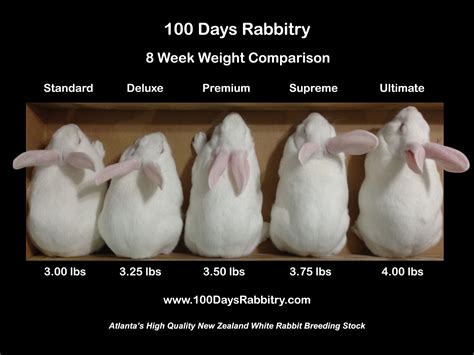 Growth 100 Days Rabbitry