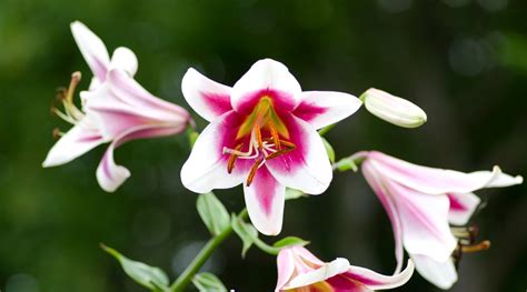 Types Of Red Lily Varieties For Your Flowerbeds