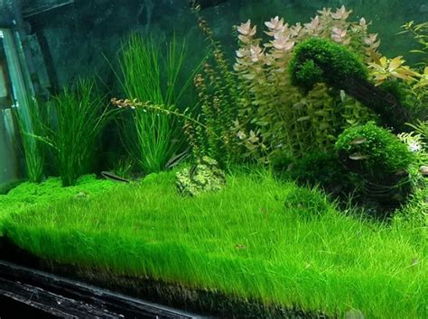 Sagittaria subulata cukup mudah untuk dipelihara dan juga tidak membutuhkan banyak co2 dan cahaya yang terang. 5 Jenis Tanaman Karpet Aquascape Terbaik - BibitBunga.com
