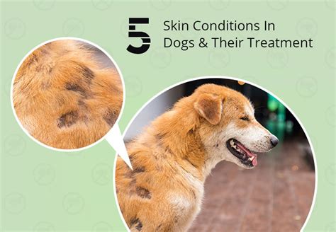 Are Dog Skin Infections Contagious