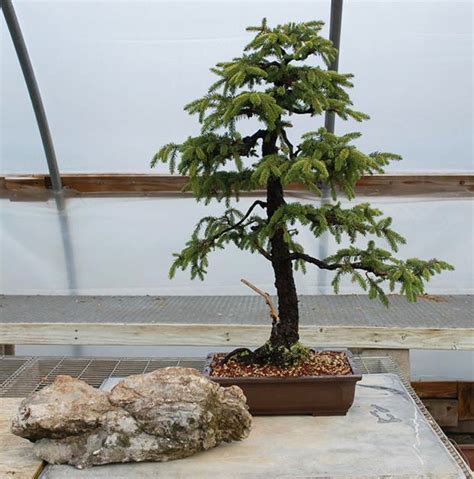 Examples of different approaches to exposed root black and red pine bonsai with examples of 13. Black Hills Bonsai, Before & After | Bonsai Bark