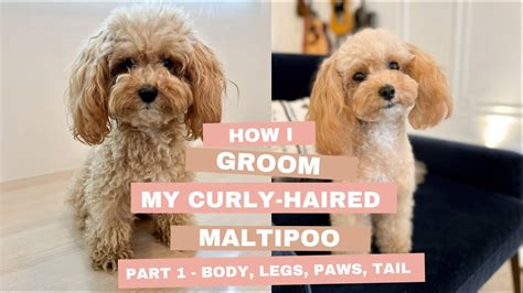 How I Groom My Curly Haired Maltipoo Part 1 Paws Body Legs Tail