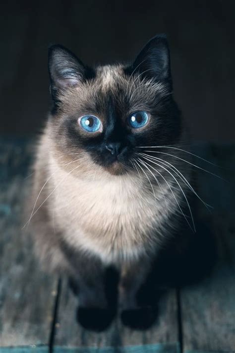 | mehr infos zu unserem familienleben mit katze und drei unsere katze kam nicht nach hause. Siamkatzen Babys - Heimidee