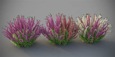 xfrogplants heather 3d model animated cgtrader