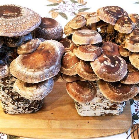 30 Of The Best Ideas For Growing Shiitake Mushrooms Indoors Home