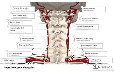 Anatomy Arteries In Neck Human Anatomy For The Artist Up Close And