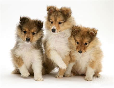 See more ideas about sheltie puppies for sale, sheltie puppy, sheltie. Sheltie Puppies Photograph by Jane Burton