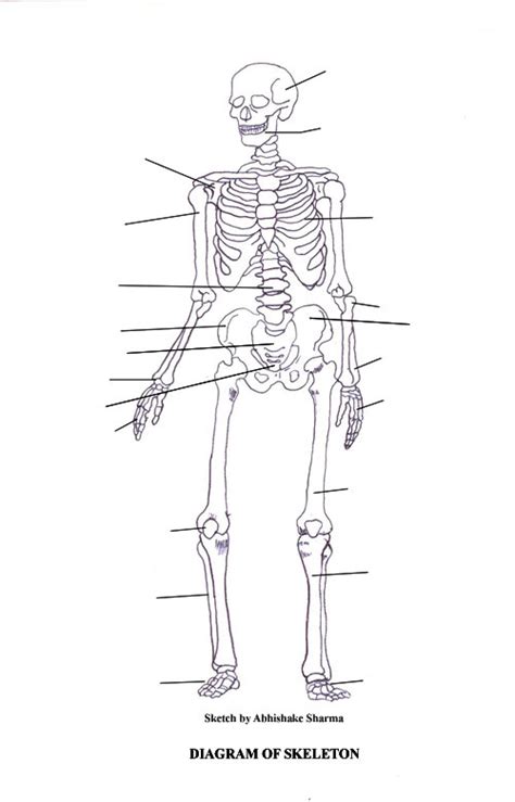 These bones are arranged into two major divisions: Labeled Skeletal System Diagram