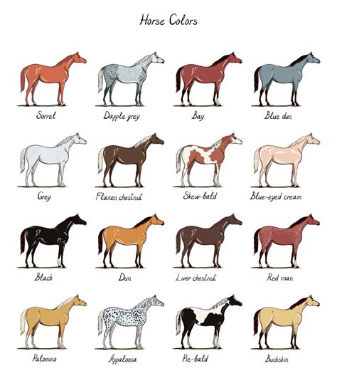 The Writers Guide To Horse Basics Rebecca Shedd Author