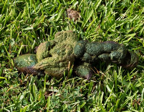 Green Dog Poop A Vet Shares When To Worry With Pictures