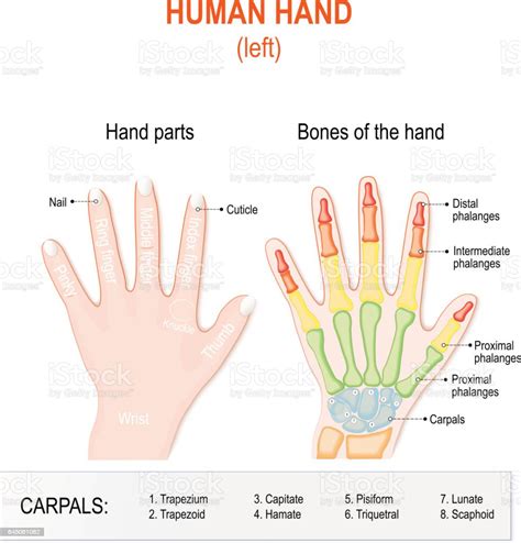 Human Hand Parts And Bones Stock Vector Art And More Images Of Anatomy