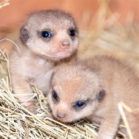 The Cutest Pair Of Baby Meerkats Have Been Born At Miami Zoo Meerkat