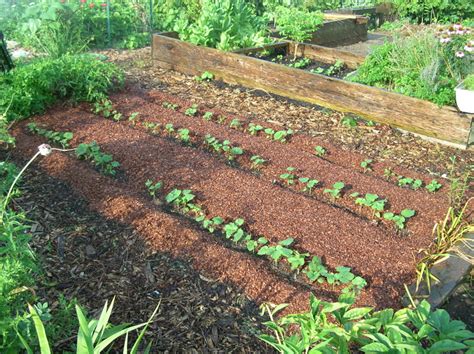 As larvae, they feed on roots, leaving plants susceptible to wind damage. Kitchen Gardening, Moss Plants, William's Web