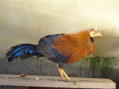 Nice galo as south park funny but really i thought it was halo. capoeira da ribeira: GALO SELVAGEM