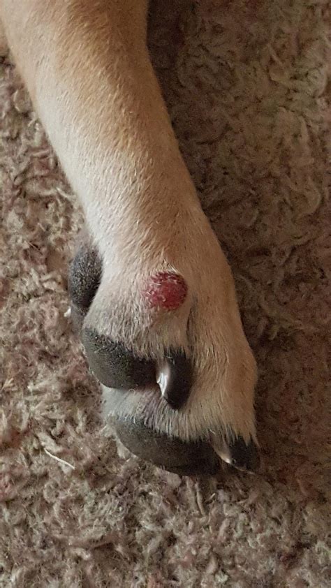 Why Does My Dog Have A Red Bump On His Paw