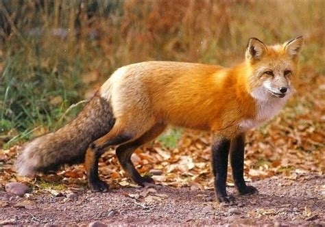 North American Red Fox Animals Interesting Facts And Latest Pictures
