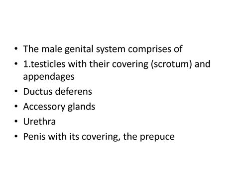 Solution Male Reproductive System Presentation Studypool