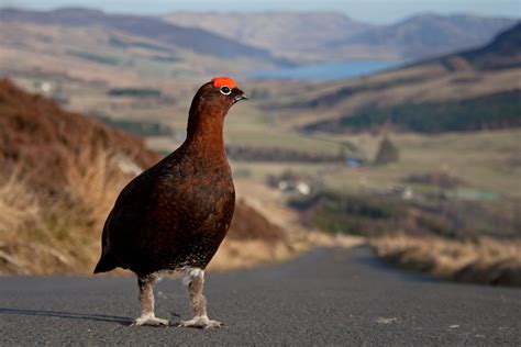 Red Grouse Spotlight Images