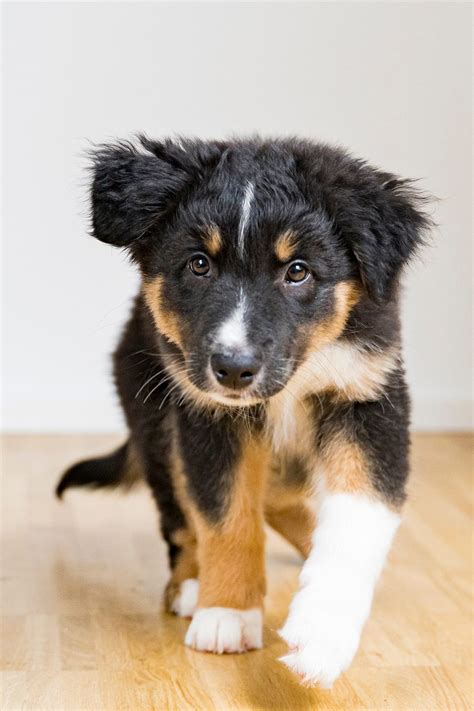 Australian Shepherd Puppies 25 Cute And Cuddly Pups Talk To Dogs