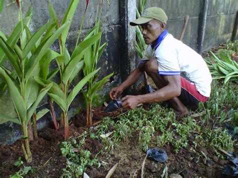 Rumput hias kebanyakan digunakan sebagai hiasan taman sedangkan untuk hiasan di sawah rumput ini menjadi gulma yang sangat mengganggu pertumbuhan tanaman. POHON HELIKONIA | POHON PISANG HIAS | TUKANG TAMAN ...