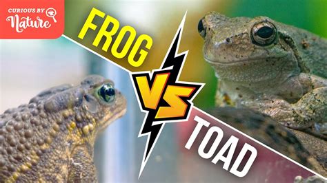 Frog Vs Toad Whats The Difference 🐸 Youtube