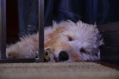 Soo Cute And Sleepy Golden Doodles Mini Dogs Cute Animals Animales