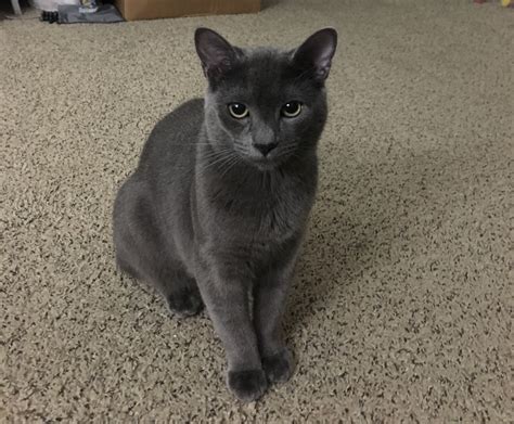 Is My Cat A Russian Blue Or A Korat Thecatsite