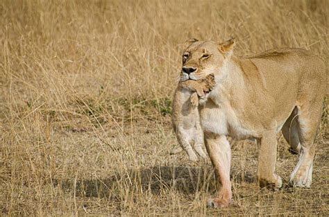 Best Lion Protecting Cubs Stock Photos Pictures And Royalty Free Images