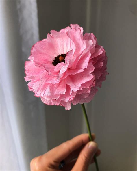 Maybe you would like to learn more about one of these? FLORES DE PAPEL - Crepom, Moldes, Gigante, de Seda ...