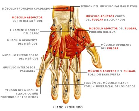 DiseÑo BiomecÁnico 1 MÚsculos Que Intervienen En La ContracciÓn De La Mano