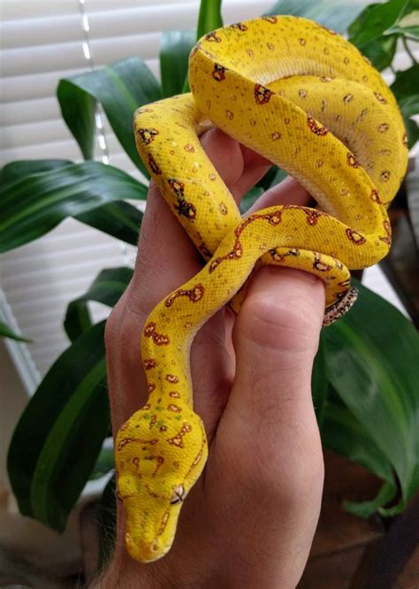 Sold Unsexed Yearling Biak Green Tree Python Faunaclassifieds