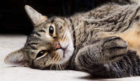 Tabby Cats The Ultimate Guide To Their History Types