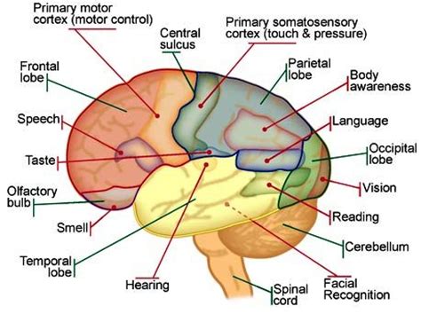 The autonomic nervous system (ans) automatically regulates the function of body systems outside of voluntary control. 86.Human Psychology