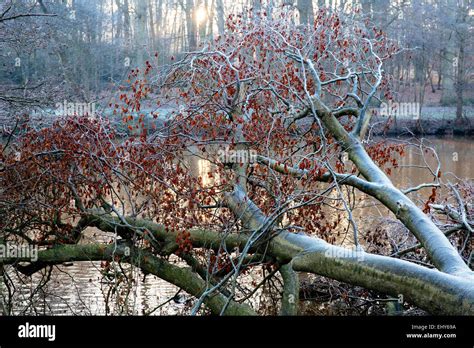 A Fallen Beech Tree In Surrey Stock Photo Alamy