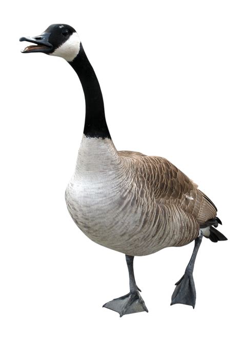 Canada Goose Png Png Image Collection