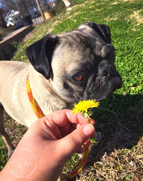 Hello Spring This Pug Life