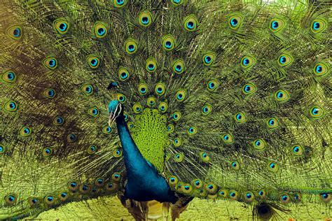 Indian Peacock Or Indian Peafowl Male Spreading Wings Spreads Its Tail Feathers All In Its