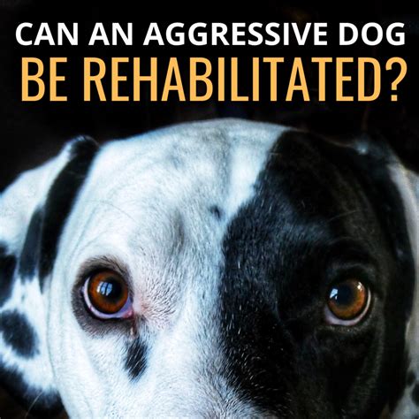 Can An Aggressive Dog Be Rehabilitated After Biting Pethelpful